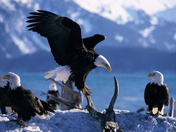 Adler Beobachtung