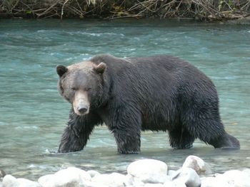 Grizzly Bear Expedition