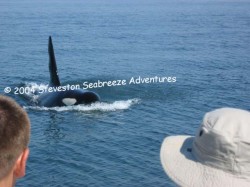 Whale Watching - Walbeobachtungstouren