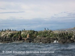 Sea Lion Tours - Tour zu den Seel&ouml;wen