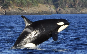 Whale Watching Eco-Tour, Dauer: 3 &frac12; Stunden