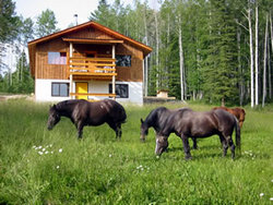 Bear Den Suite