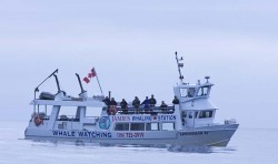 Whale Watching der besonderen Art