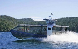 Bear Watching - Tofino und Ucluelet