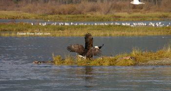 Eagle Expeditions - Season late Oct- January