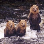 Tide Rip Grizzly Tours, Howard Pattinson, Telegraph Cove