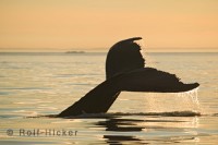 Orca Gallery - Rolf Hicker Photography, Rolf Hicker, Port McNeill