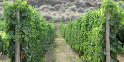 Weinberg/Weingut