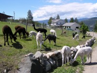 Oyama Lake Alpaca Farm, Jim & Darlene Covington, Oyama