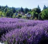 Sacred Mountain Lavender, Salt Spring Island