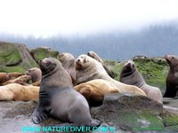 NatureDiver Photography, Derek Holzapfel, Pender Island South