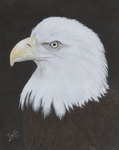 Wildlife and Animal Portrait Artist, Janice Booth, Parksville