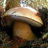 Can I Eat That Mushroom? A Mycological Adventure